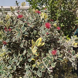 https://gobbi31fly.sicilyhotelsitaly.net